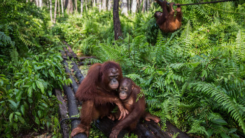 Indonesia’s Orangutans Suffer as Fires Rage and Businesses Grow  By Joe Cochrane via The New York Ti