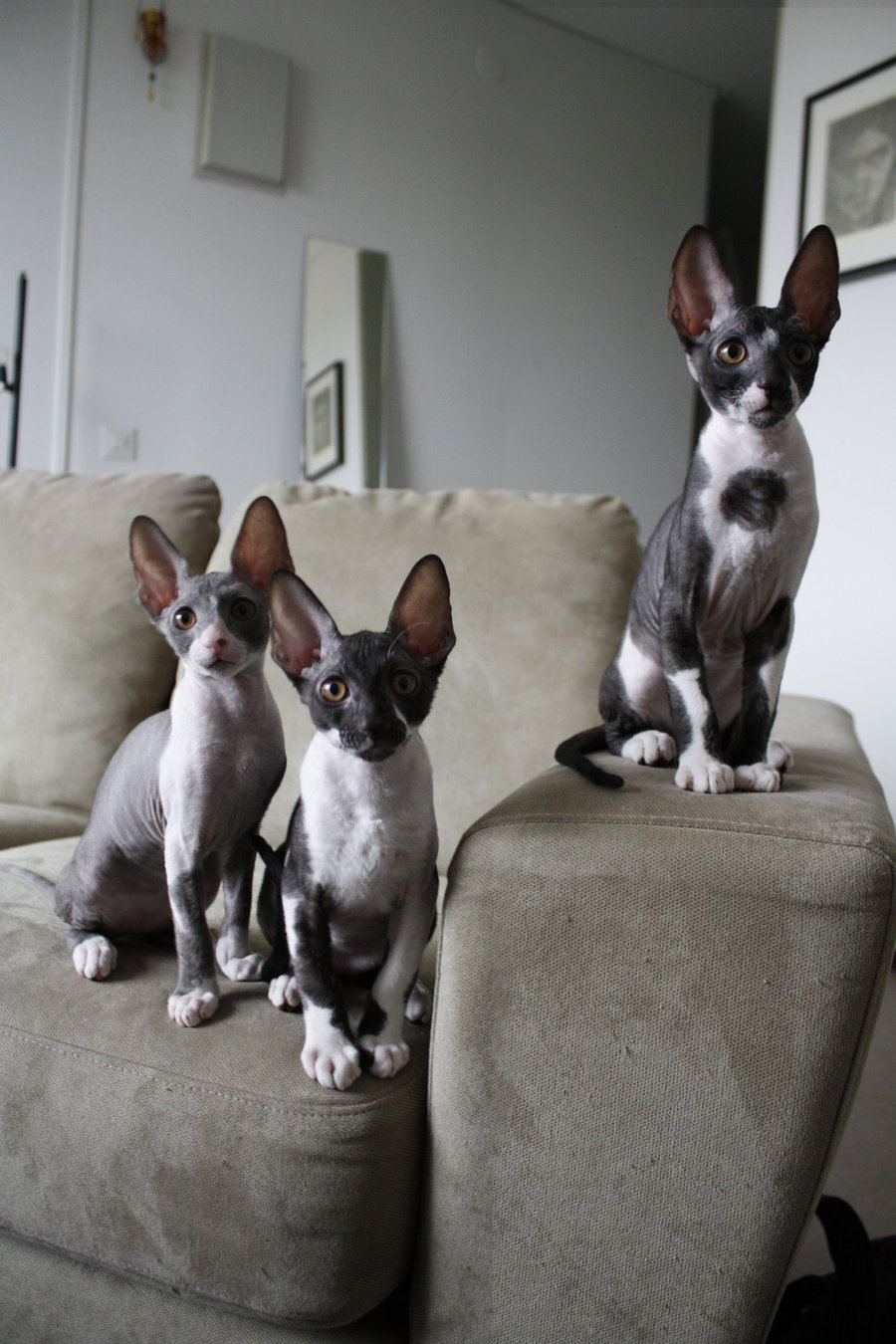 sno-cone:  aw babies!