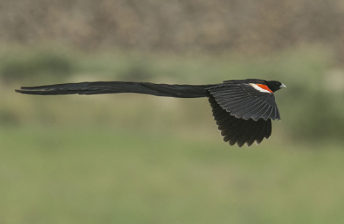 silverhawk: silverhawk:   this bird genuinely looks so Gothic™ to me that i had to show everyone in its own post so its called the long-tailed widowbird and i think its just genuinely so Cool Looking and wanted to appreciate its long tail some more