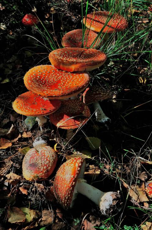 Fly Agaric.Instantly Recognisable As Every Child’s Fairy Tale Toadstool - However, The Fact That It 