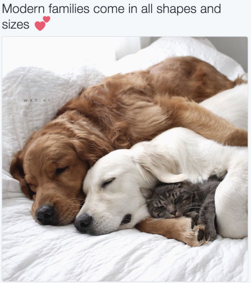 babyanimalgifs:  more baby animals here