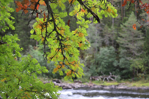 Ristafallet in Jämtland, Sweden.