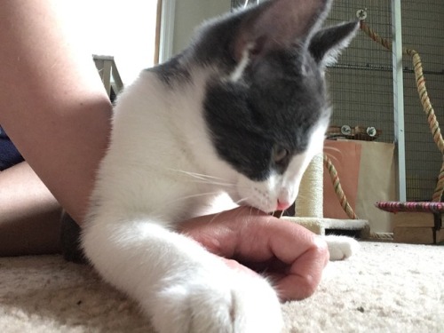 theshadowytiger:Laz decided Human’s hand was a perfect armrest! Best furniture is human furniture!
