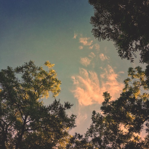 marjoree: Standing in the backyard looking up. Gigantic trees, a hot sky.