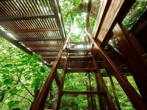 XXX utwo:  Treeful Treehouse EcoResortOkinawa© photo