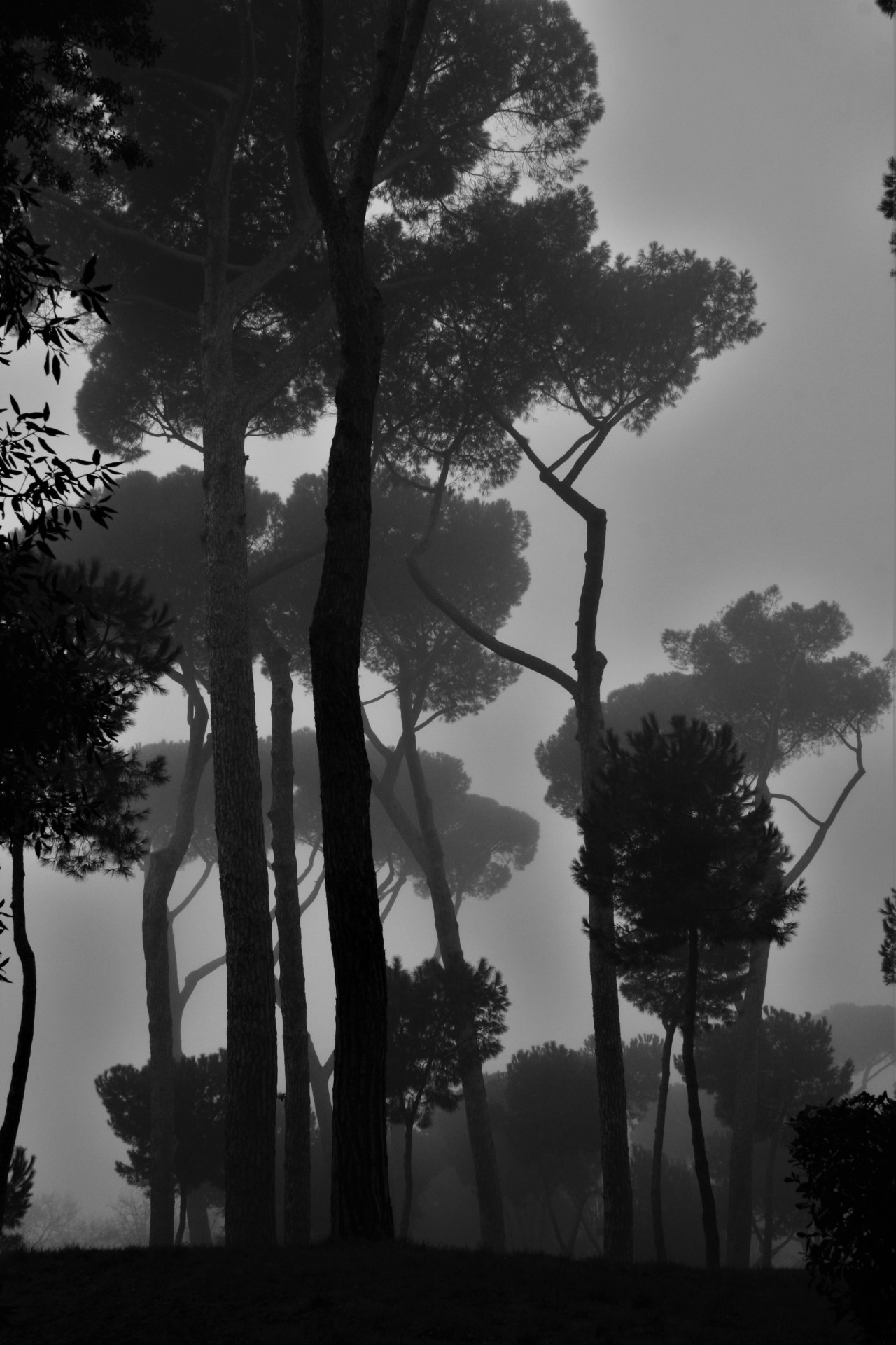 imickeyd:  kuplenko2:  Kuplenko2 Borghese Gardens Rome-2016 ©Kuplenko  