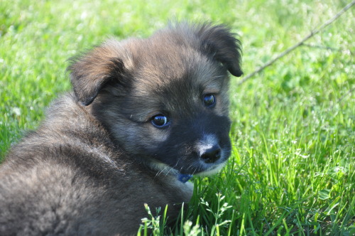 ketchupluvr182:  he thinks he’s hiding in this lil bit of grass 