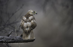 gracefree:A red tailed hawk by djlparent99