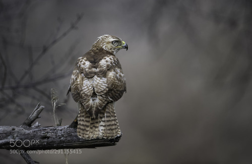 gracefree:A red tailed hawk by djlparent99