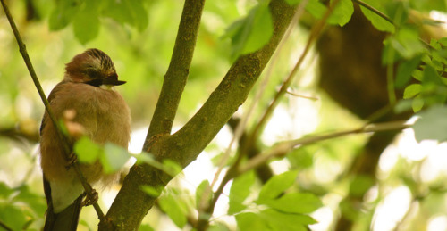 last Autumn I saw a little jay with a broken top beak. he seemed unusually comfortable with landing 