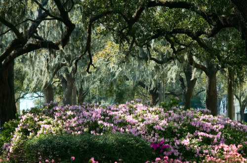 pocula:  Savannah Oaks