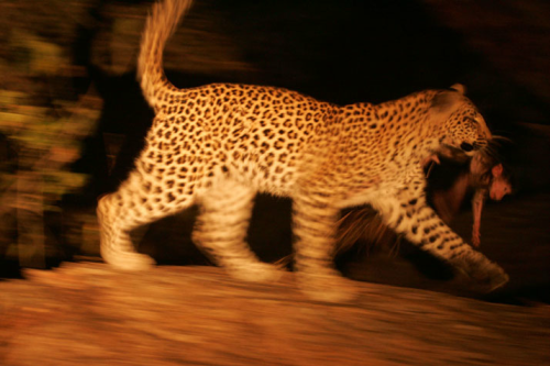 awkwardsituationist:  beverly and dereck joubert (of “the last lions“ fame) spent a year in botswana’s okavango delta following a mother leopard, who had already lost five previous cubs to hyenas and baboons, and her new cub, legadema. they