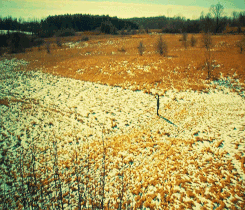 tyrannius-deactivated20141015:  What’s more beautiful than creation made out of