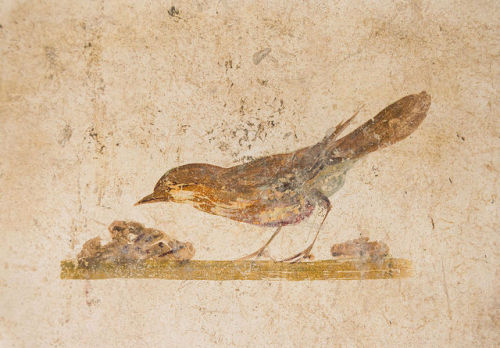 historyfilia: Roman frescoes of birds from  Villa Poppaea (Torre Annunziata), Italy