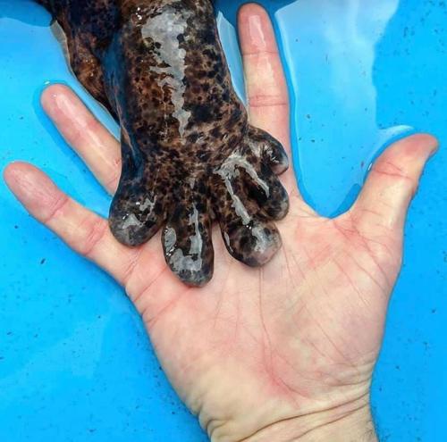 the-bee-s-knee-s:cuteness–overload:The hand of a Chinese giant salamanderSubmit your cute pet here |