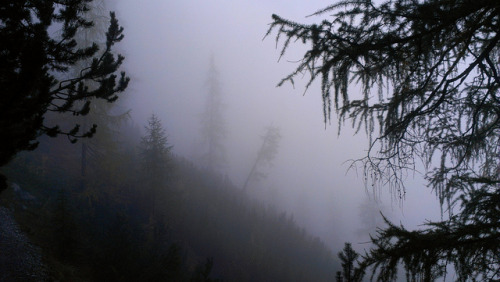A pretty spooky Forest, Austria [3264x1840] by bearskinrugs on Flickr.