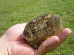 Sleepy bunny!  I know how you feel&hellip; Wish I could curl up in someone&rsquo;s hand like this&hellip;