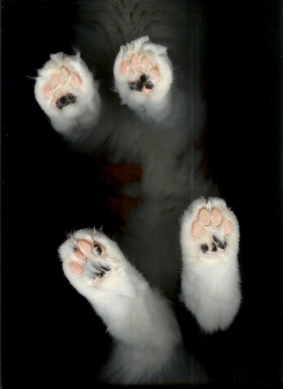 fluffytherapy:  Kitty paw appreciation post.  FURRY FRIDAY