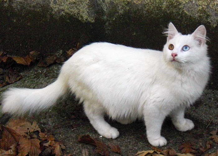 vapupas:  Nevada, One of the most beautiful cats I ever had