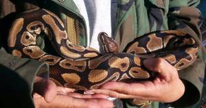 Het hypo clown gene ball python pair