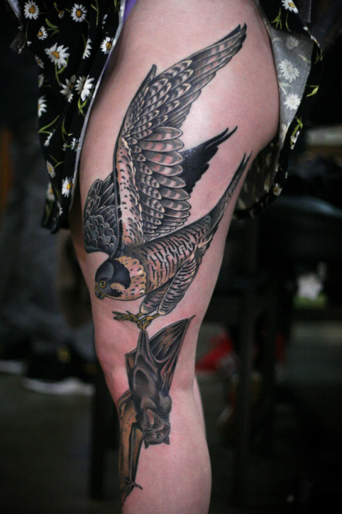 Finished this peregrine falcon catching a fruit bat today, on Sofia, who is super tough and got this