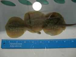 ceruleancynic:  bryceybutt:  lymphonodge:  zooborns:  Peek Behind-the-scenes at Tennessee Aquarium’s Baby Stingrays!  A new Haller’s Round Stingray arrived at the Tennessee Aquarium with a surprise of her own to share: she gave birth to a litter of