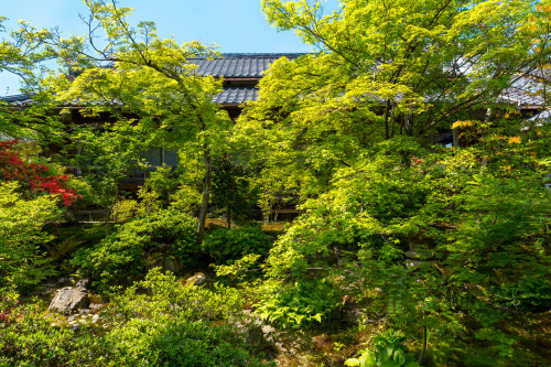 新緑 - 宝筐院 ／ Houkyou-in Temple by Yuya HorikawaVia Flickr:I want to introduce to the world, Kyoto view