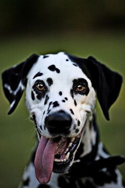 earthlynation:  Happy Dalmation. Source 