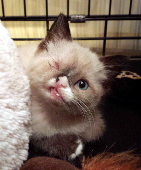 fightoffyourdarling:  ewok-gia:  Meet Sir Stuffington, an one eyed kitty who survived