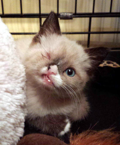 ewok-gia: Meet Sir Stuffington, an one eyed kitty who survived a raccoon attack and was saved by a kind person along with his 2 brothers. “His feral litter was attacked by a raccoon, mom and one baby didn’t make it,” said his foster mom. When he