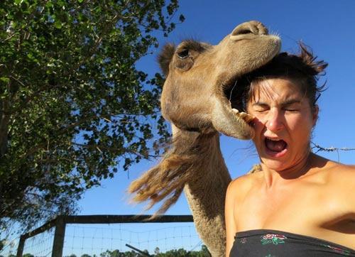 pleatedjeans:25 of the Best Animal Photobombs of All Time