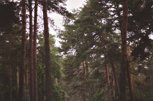 Foggy forest in the morning by PapillonPoupon