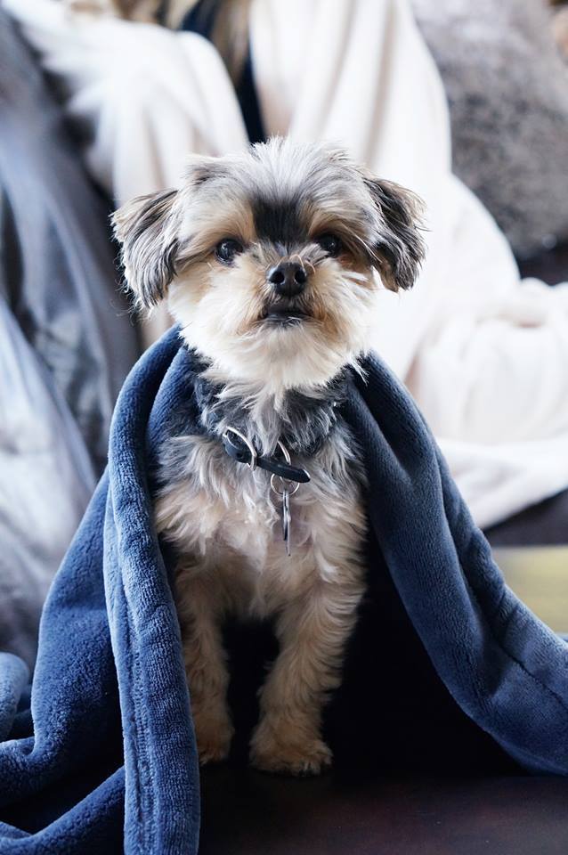 American Blanket Company