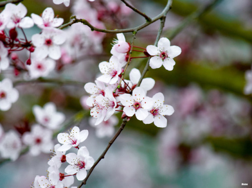 Spring time in Oregon