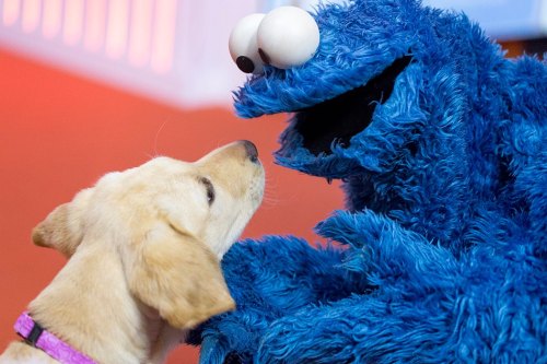 toonskribblez:If any of you are feeling down,  here’s Cookie Monster with a puppy.