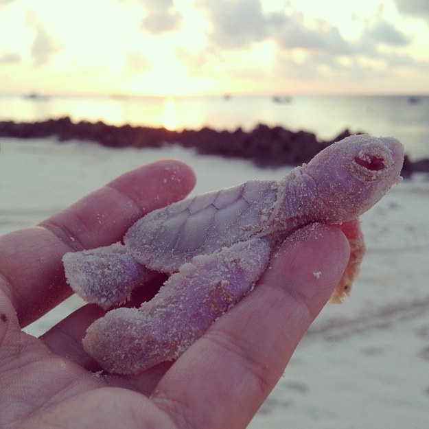 sixpenceee:    Rare Baby Albino Sea Turtles  These baby albino sea turtle were found