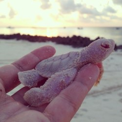 Sixpenceee:    Rare Baby Albino Sea Turtles  These Baby Albino Sea Turtle Were Found