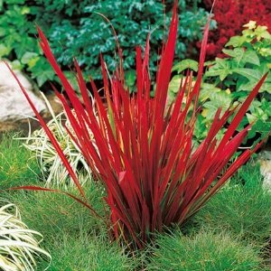 sixpenceee:  Japanese blood grass (Imperata cylindrica) is a perennial plant. Its