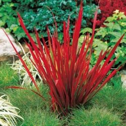 sixpenceee:  Japanese blood grass (Imperata cylindrica) is a perennial plant. Its foliage begins green with slightly tinged red tips and matures to the blood red color for which it is known. The plants get only about 2 feet in height and are clumping