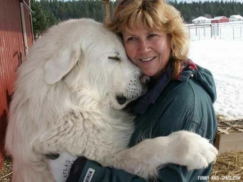 general-pepper: lordlingenglish: doduos: HAVE YOU EVER DECIDED TO GOOGLE “GIANT DOGS”???