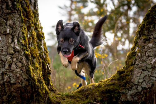 dogmart: Luna the Husky mix by Adolescent Dogs Photography