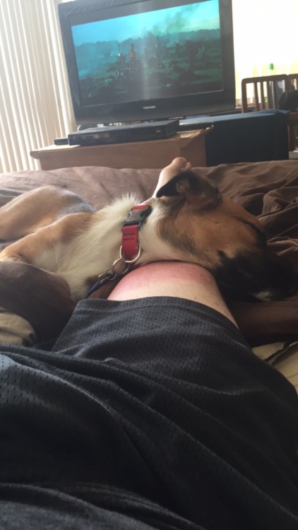 Leg is killing me and she’s getting away with using it as a pillow… You’re lucky I love you freya you adorable little shit