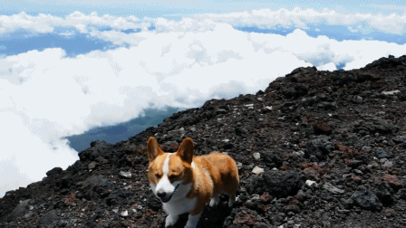 corgis-everywhere:[Top of Mt. Fuji]