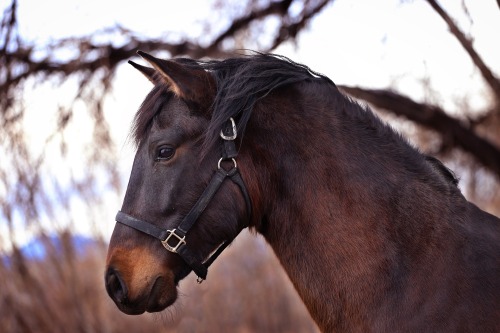 merlin last winter