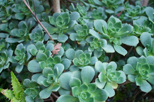 flora-file:
“Succulents in my garden - March 11, 2018
DST - I finally saw my garden before the sun went away. FYI - my garden is 8.5 years old and coming together nicely. My photography skills, not so much.
One of my many new year’s resolutions...