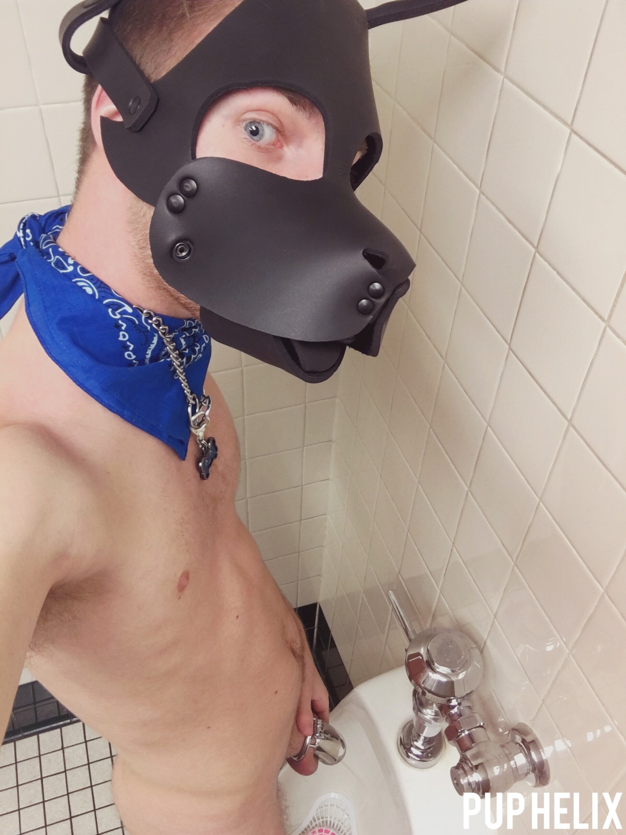 puphelix:  I was a naughty puppy last night! I went to a local public bathroom then