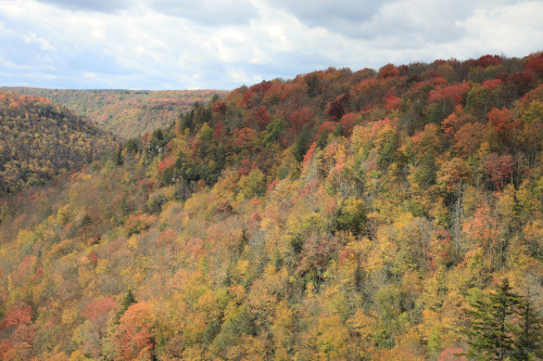 Above is a sampling of the fall colors from this past weekend at Blackwater Canyon. Due to the extre