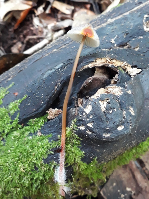 Barnet, London, UK, September 2018Saffrondrop bonnet (Mycena crocata)These gorgeous little bonnets a