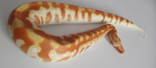 fattynoodles:Some high quality lasagna! Fresh shed Persephone, T- albino blood python, Python bron