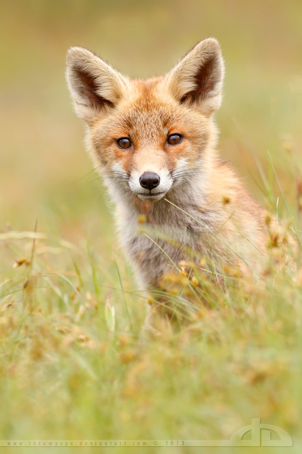 magicalnaturetour:  SoftFox by *thrumyeye 